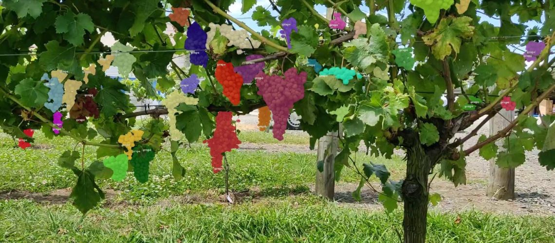 Blog_SPOTgrapes